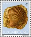 Saltwater Clam (Pecten sp.)