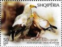 Egyptian vulture (Neophron percnopterus)