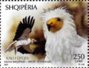 Egyptian vulture (Neophron percnopterus)