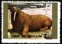 Walrus (Odobenus rosmarus)