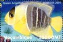 Queen Angelfish
