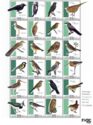 Birds of the Netherlands