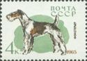 Fox Terrier (Canis lupus familiaris)