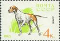 Pointer (Canis lupus familiaris)
