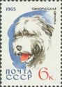 South-Russian Sheepdog (Canis lupus familiaris)