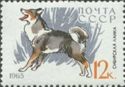 East Siberian Laika (Canis lupus familiaris)