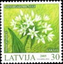 Wild Garlic (Allium ursinum)