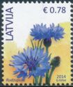 Cornflower (Centaurea cyanus)