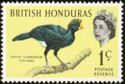 Great Curassow (Crax rubra)
