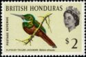 Rufous-tailed Jacamar (Galbula ruficauda)
