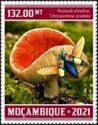 Russula emetica/Chrysochroa ocellata