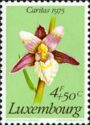 Marsh Helleborine (Epipactis palustris)