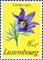 Pasque-Flower (Anemone pulsatilla)