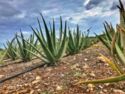 Aruba. Aloe Plants