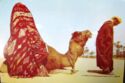 Algeria. Camel