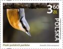 Eurasian Nuthatch (Sitta europaea)