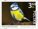 Eurasian Blue Tit (Cyanistes caeruleus)