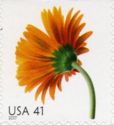 Orange Gerbera Daisy