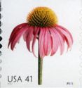 Coneflower
