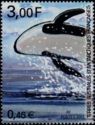 Killer Whale (Orcinus orca)