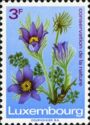 Pasqueflower (Pulsatilla vulgaris)