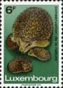 European Hedgehog (Erinaceus europaeus) and 3 Young