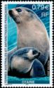 Southern Sea Lion (Otaria byronia)