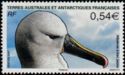 Atlantic Yellow-nosed Albatross (Diomedea chlororhynchos)