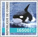 Killer Whale (Orcinus orca)