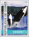 Killer Whale (Orcinus orca)
