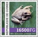 Cuban Tree Frog (Osteopilus septentrionalis)