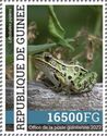 Leopard Frog (Lithobates pipiens)