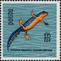 Alpine Newt (Triturus alpestris)