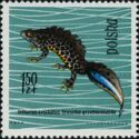 Northern Crested Newt (Triturus cristatus)