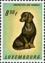 Dachshund (Canis lupus familiaris)