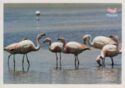 Flamingoes