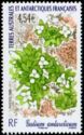Galium antarcticum