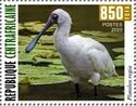 Royal Spoonbill (Platalea regia)