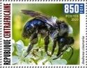 Ashy mining bee (Andrena cineraria)