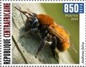 Tawny Mining-bee (Andrena fulva)