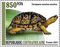 Eastern box turtle (Terrapene carolina carolina)