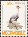 Grey Crowned Crane (Balearica regulorum)