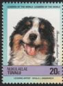 Bernese Mountain Dog (Canis lupus familiaris)