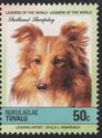 Shetland Sheepdog (Canis lupus familiaris)