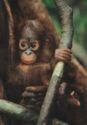 Orang-Utan Baby