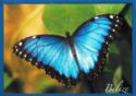 Morpho Peleides