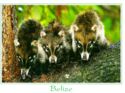 Coati Babies
