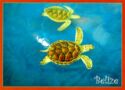 Hawkbill Turtles