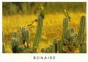 Bonaire