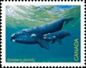 North Atlantic Right Whale (Eubalaena glacialis)